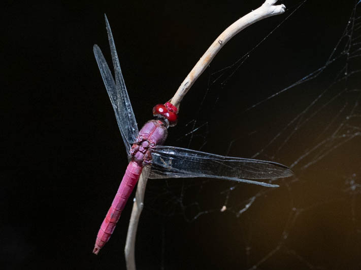 Orthemis discolor (Carmine Skimmer)-3.jpg